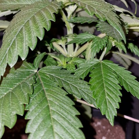 CG - El valle haze growlog timeline photo