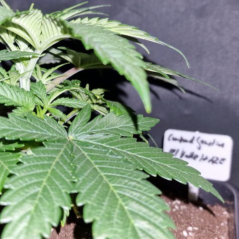 CG - El valle haze growlog timeline photo