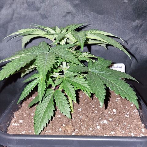 CG - El valle haze growlog timeline photo