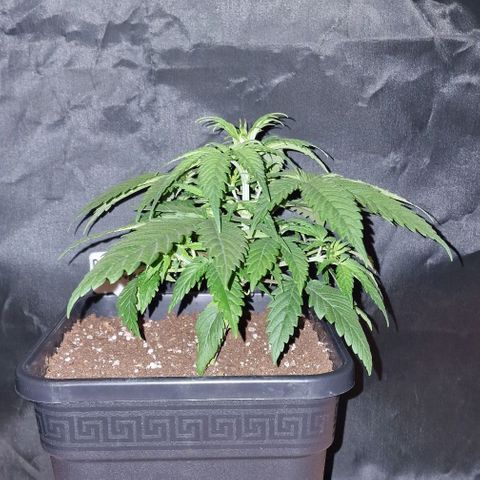 CG - El valle haze growlog timeline photo