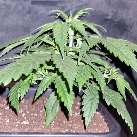 CG - El valle haze growlog timeline photo