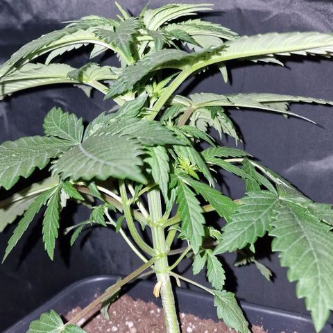 CG - El valle haze growlog timeline photo