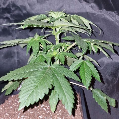 CG - El valle haze growlog timeline photo