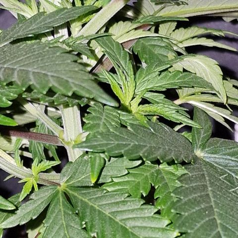 CG - El valle haze growlog timeline photo