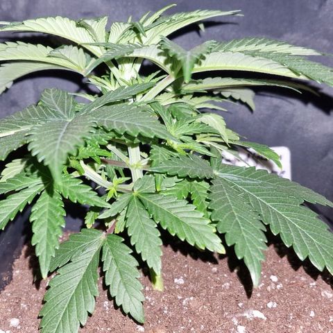 CG - El valle haze growlog timeline photo