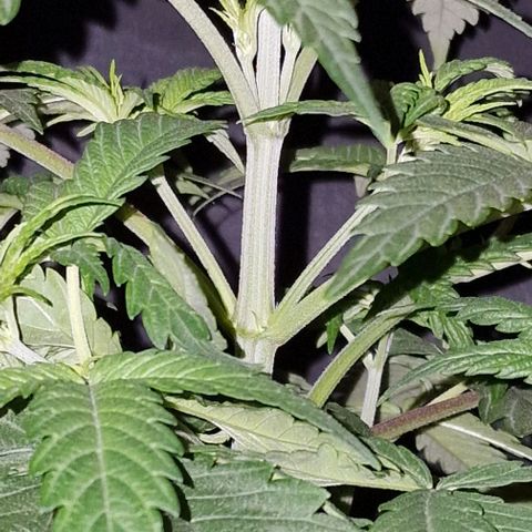 CG - El valle haze growlog timeline photo