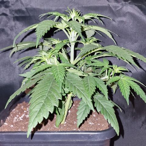 CG - El valle haze growlog timeline photo