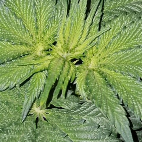CG - El valle haze growlog timeline photo