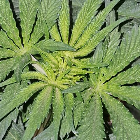 CG - El valle haze growlog timeline photo