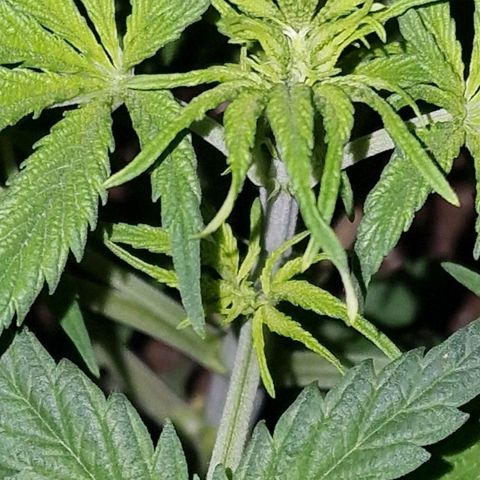 CG - El valle haze growlog timeline photo