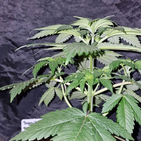 CG - El valle haze growlog timeline photo