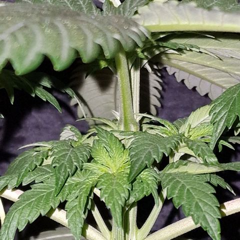CG - El valle haze growlog timeline photo