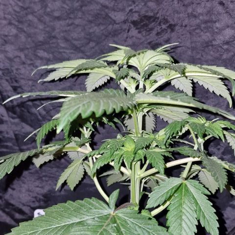 CG - El valle haze growlog timeline photo