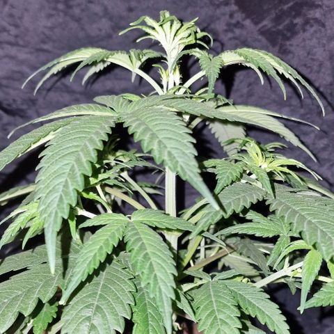 CG - El valle haze growlog timeline photo