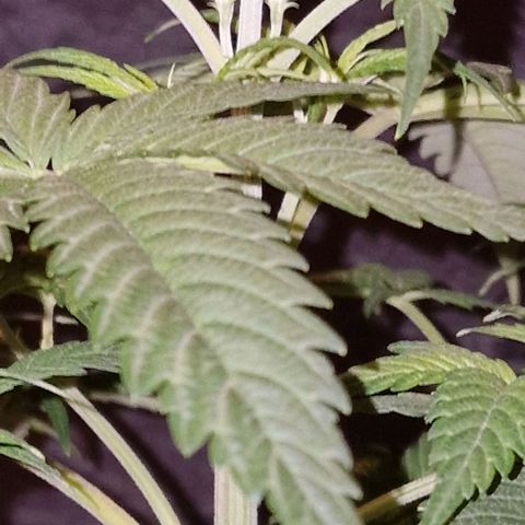 CG - El valle haze growlog timeline photo