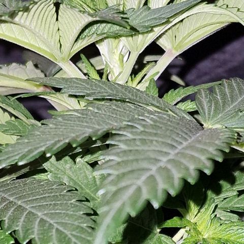 CG - El valle haze growlog timeline photo