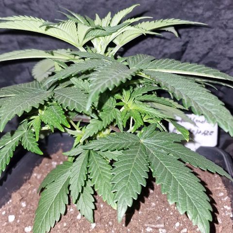 CG - El valle haze growlog timeline photo