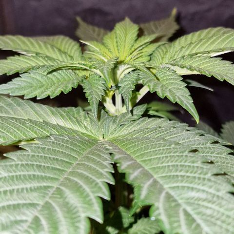 CG - El valle haze growlog timeline photo