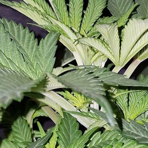 CG - El valle haze growlog timeline photo