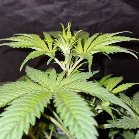 CG - El valle haze growlog timeline photo