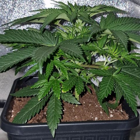 CG - El valle haze growlog timeline photo
