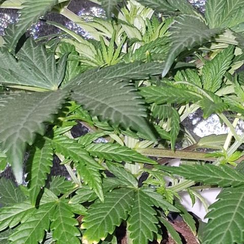 CG - El valle haze growlog timeline photo