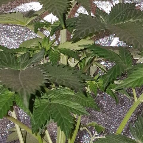 CG - El valle haze growlog timeline photo