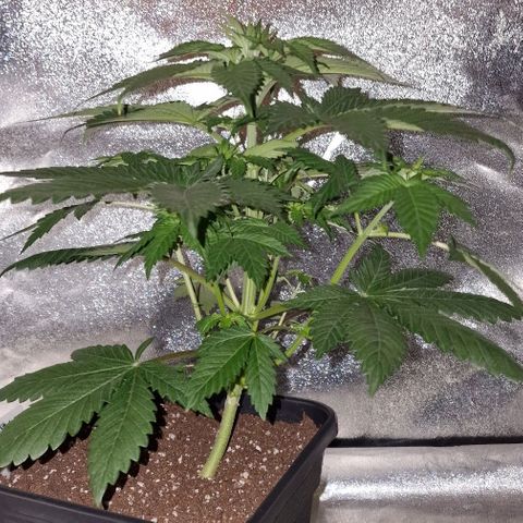 CG - El valle haze growlog timeline photo