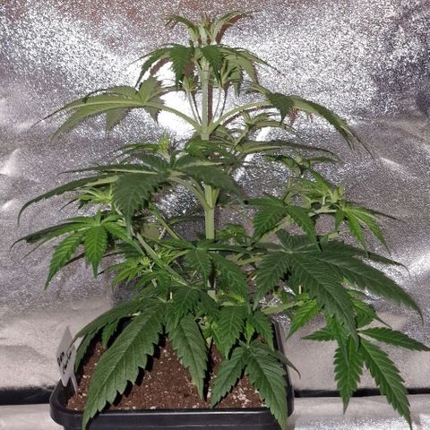 CG - El valle haze growlog timeline photo
