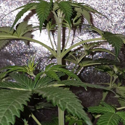 CG - El valle haze growlog timeline photo