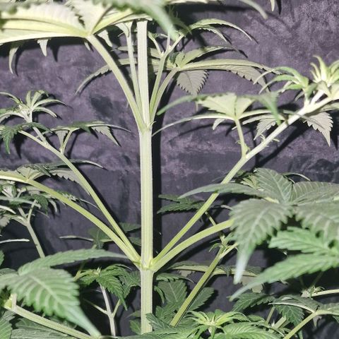 CG - El valle haze growlog timeline photo