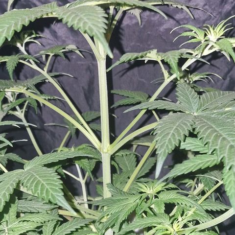 CG - El valle haze growlog timeline photo