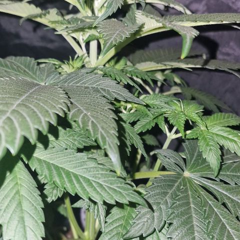 CG - El valle haze growlog timeline photo