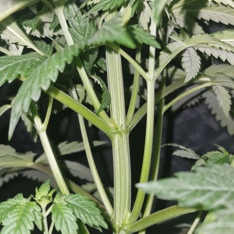 CG - El valle haze growlog timeline photo
