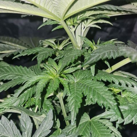 CG - El valle haze growlog timeline photo