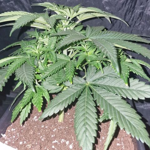 CG - El valle haze growlog timeline photo