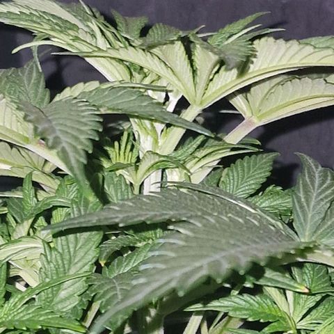 CG - El valle haze growlog timeline photo