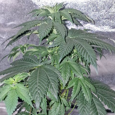 CG - El valle haze growlog timeline photo