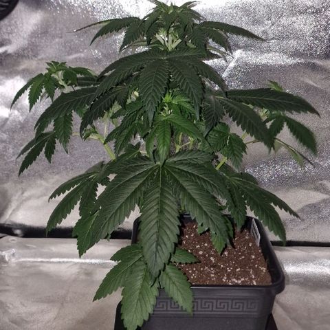 CG - El valle haze growlog timeline photo