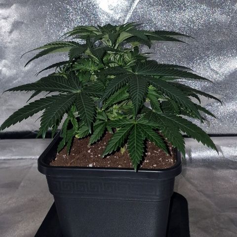 CG - El valle haze growlog timeline photo