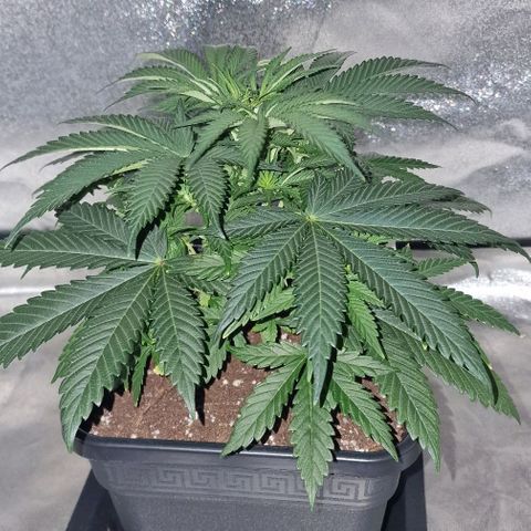 CG - El valle haze growlog timeline photo