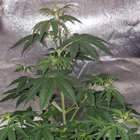 CG - El valle haze growlog timeline photo