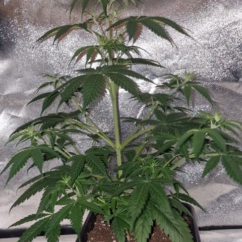 CG - El valle haze growlog timeline photo