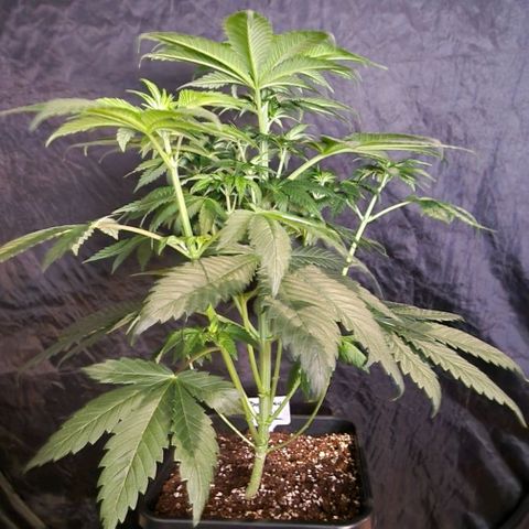 CG - El valle haze growlog timeline photo