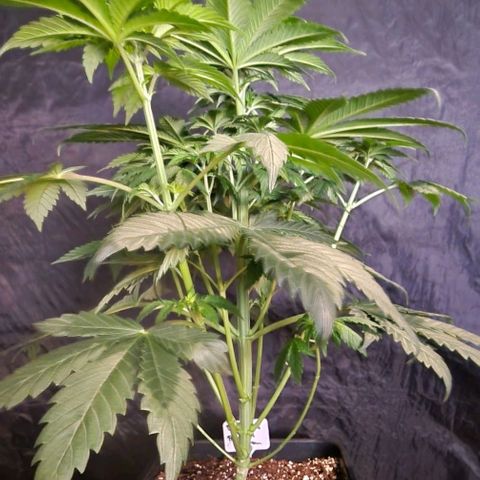 CG - El valle haze growlog timeline photo