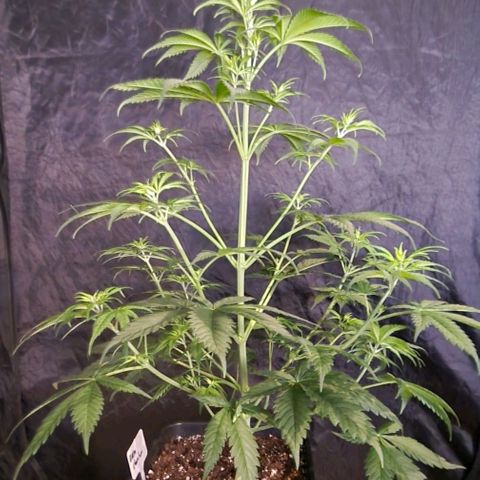 CG - El valle haze growlog timeline photo