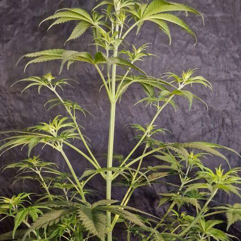 CG - El valle haze growlog timeline photo