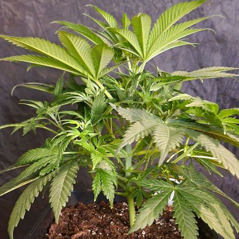 CG - El valle haze growlog timeline photo