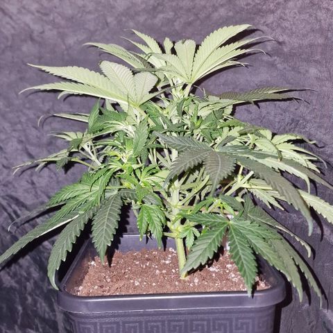 CG - El valle haze growlog timeline photo