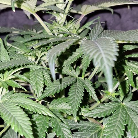 CG - El valle haze growlog timeline photo